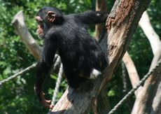 Schimpanse-184.jpg